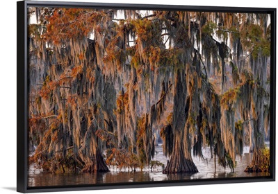 Cypress Trees In Autumn At Lake Martin Near Lafayette, Louisiana, USA