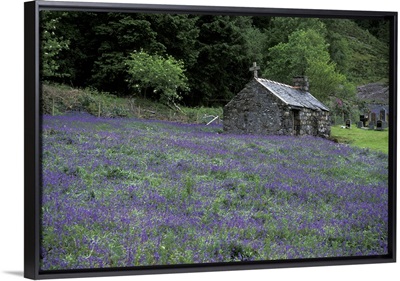 Scotland, Highlands, Oban, Church and heather