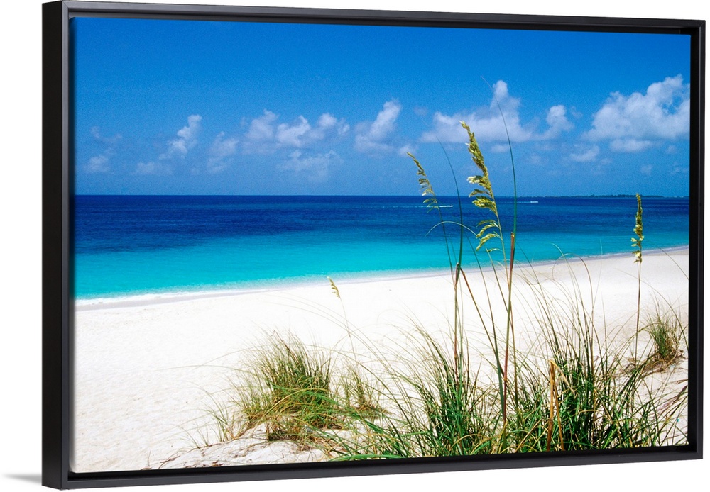 Sea oats, pink sand beach, Eleuthera Island, Bahamas.