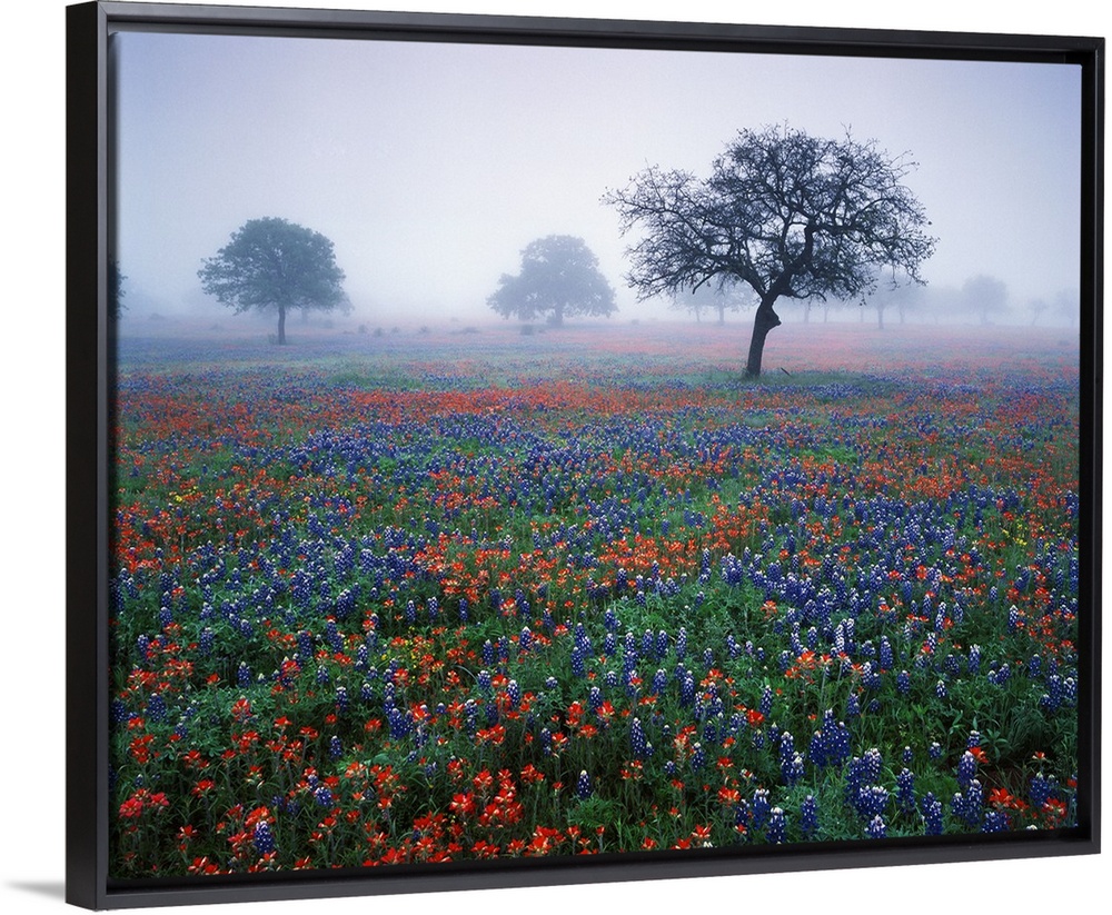 USA, Texas, Hill Country, View of Texas paintbrush and bluebonnets flowers at dawn.