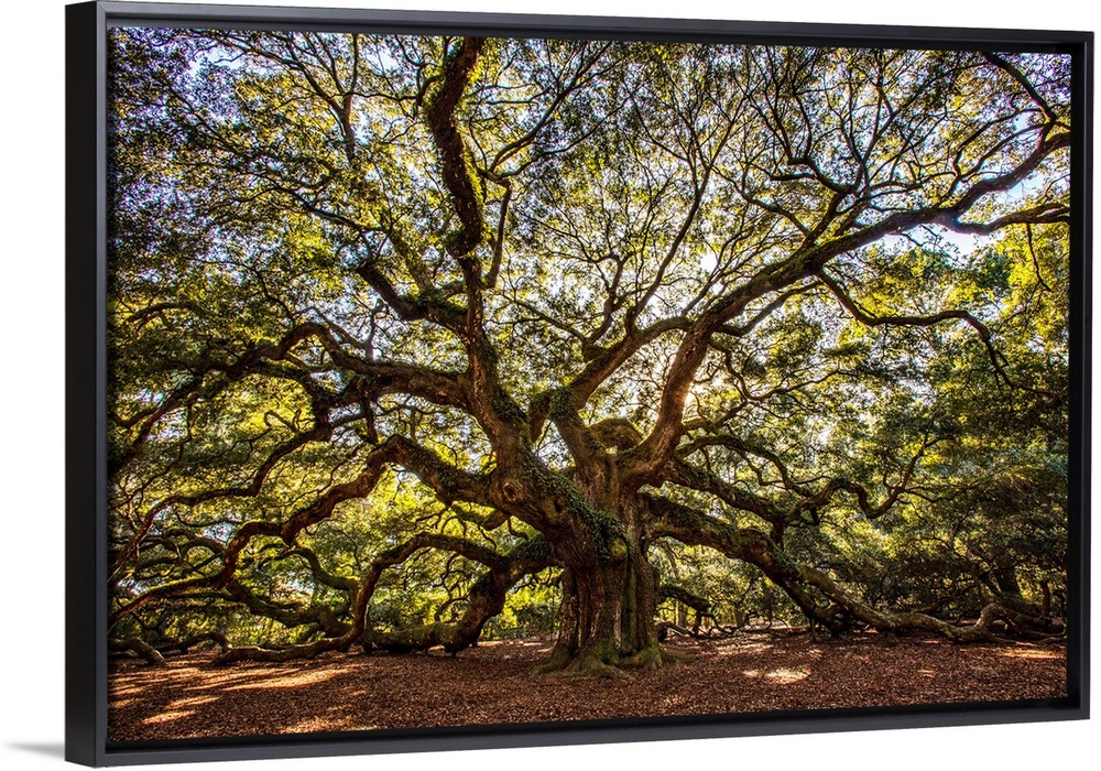 USA, South Carolina, Charleston, Angel Oak