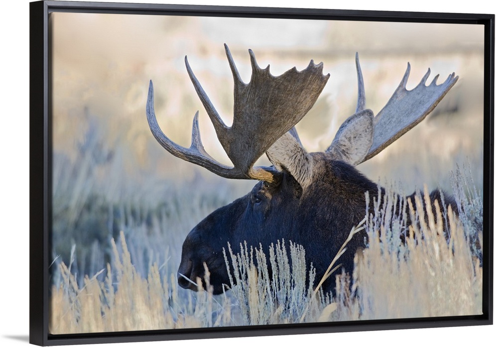 Wyoming, Grand Teton National Park, Bull Moose, (Alces alces).