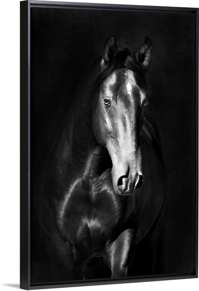 Black kladruby horse portrait on a dark background.