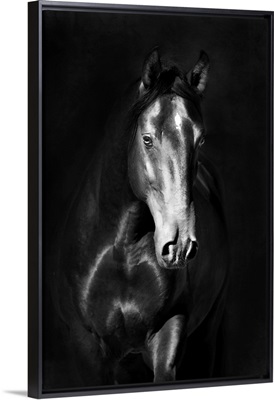 Black Kladruby Horse Portrait In The Darkness