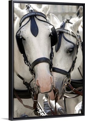 Austria, Vienna, Horses