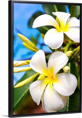 Barbados, Lesser Antilles, Windward Islands, Caribbean, West Indies, Plumeria