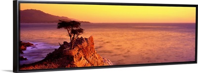 CA, Monterey Peninsula, silhouette of the famous Lone Cypress Tree on Big Sur