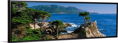 CA, Monterey Peninsula, silhouette of the famous Lone Cypress Tree on Big Sur