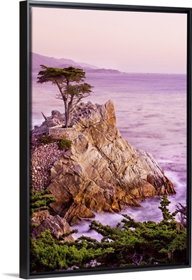 California, Monterey Peninsula, silhouette of the famous Lone Cypress Tree