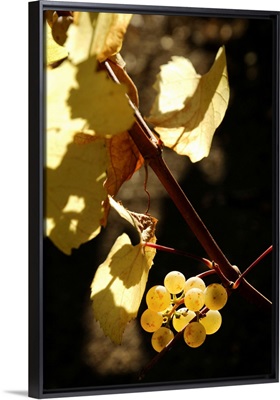 California, Napa Valley, Grapes on the vine