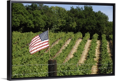 California, Napa Valley, Vineyard