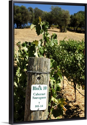 California, Napa Valley, Vineyard