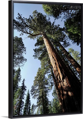 California, Yosemite National Park, Giant Sequoia Trees, Mariposa Grove