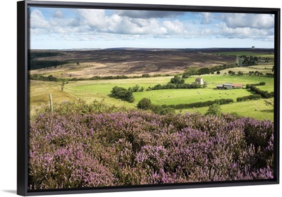 England, North Yorkshire Moors National Park, Heather moor at Levisham