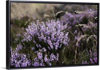 England, North Yorkshire Moors National Park, Heather on the moors