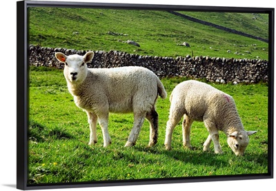England, Yorkshire, Yorkshire Dales National Park, lambs