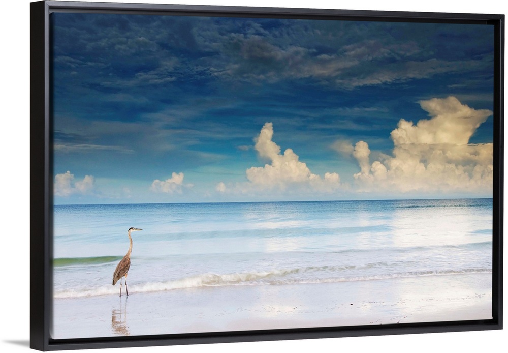 Florida, Saint Petersburg, Saint Petersburg Beach, Great Blue Heron