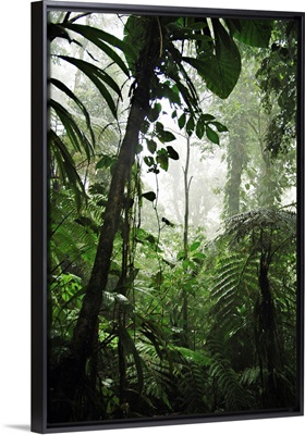 French Antilles, Caribbean, Guadeloupe National Park, La Soufriere rain forest