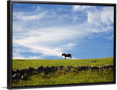 Ireland, Aran, Inisheer, horse walking on hilltop in profile