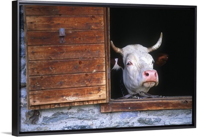 Italy, Aosta Valley, Aosta district, Cow, the milk is used for Fontina cheese