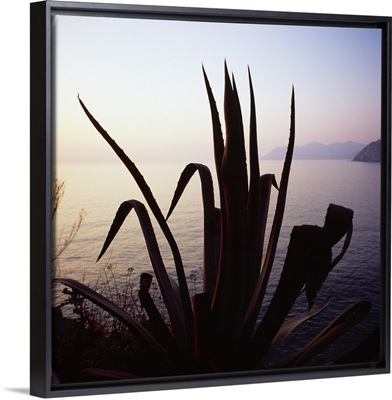 Italy, Liguria, Cinque Terre, Cactus plant