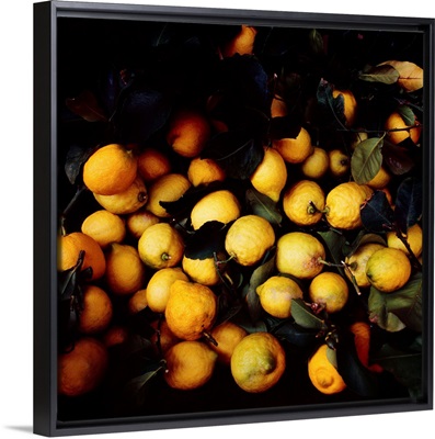 Italy, Liguria, Lemons