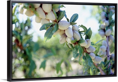Italy, Puglia, Bari, Villa Schinosa, farm near Trani town, almonds