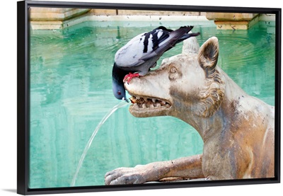 Italy, Tuscany, Siena, Fonte Gaia on Piazza del Campo, pigeon drinking from fountain
