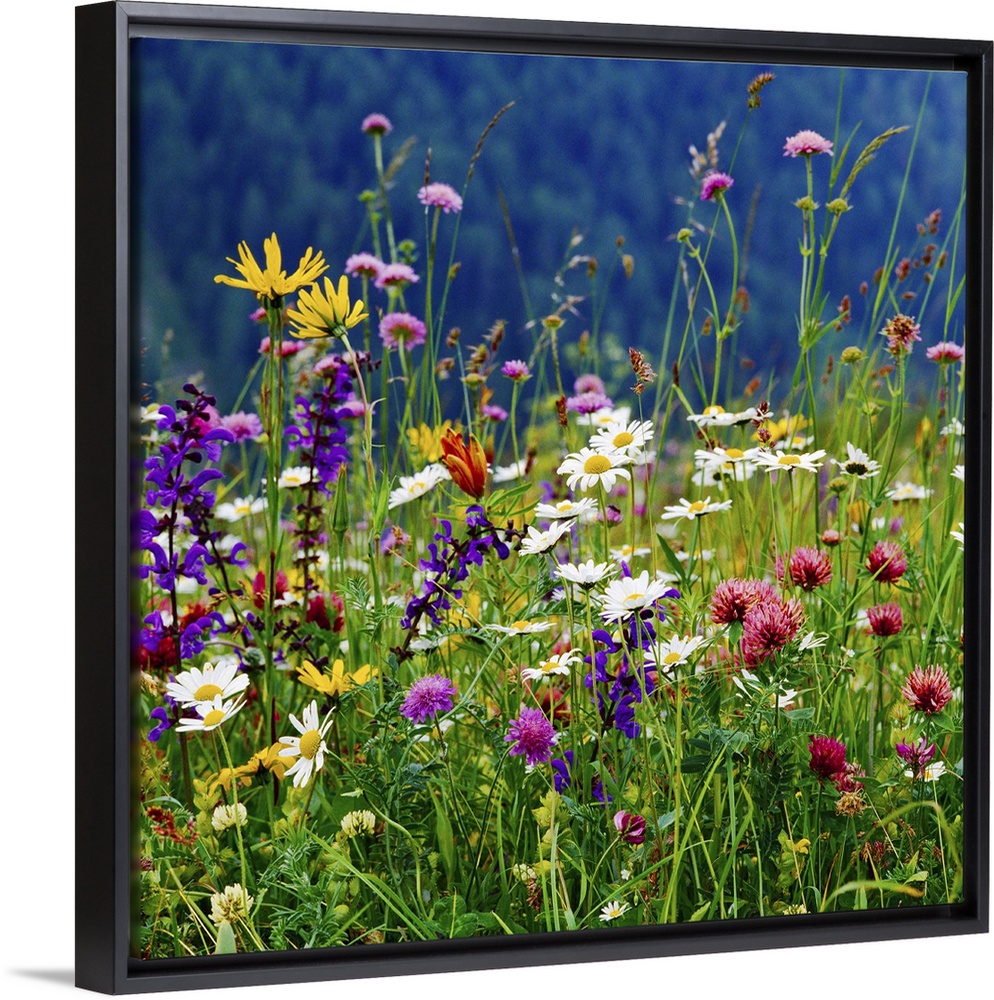 Italy, Veneto, Alps, Dolomites, Belluno district, Alpine meadow and daisy