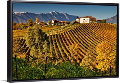 Italy, Veneto, Conegliano, Ogliano locality, Masottina winery, vineyard