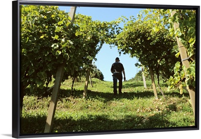 Italy, Veneto, Prosecco grapevines near Valdobbiadene