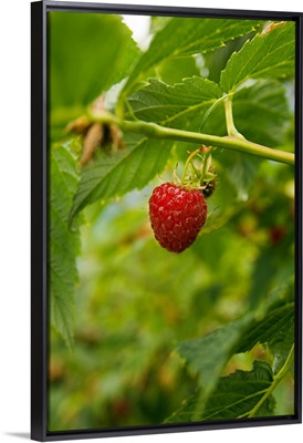 Norway, Sogn og Fjordane, Scandinavia, Raspberry, Skjoldenfjord