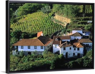 Portugal, Douro Valley, vineyards nearby Resende