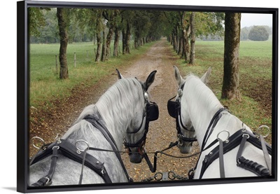 Slovenia, Kras plateau, carriage rides through the countryside around Lipica Stud Farm