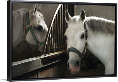 Slovenia, Kras plateau, Lipica Stud Farm, white horses in the stable