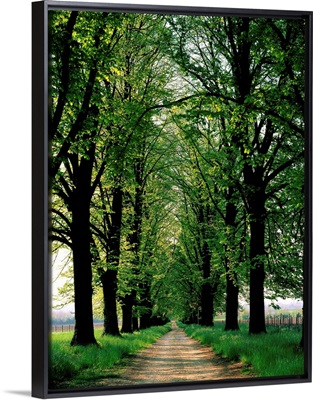 Tree lined road