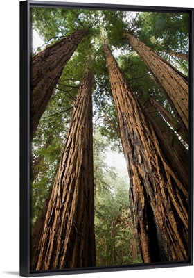 USA, California, Muir Woods National Monument