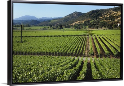 USA, California, Napa Valley, Vineyard