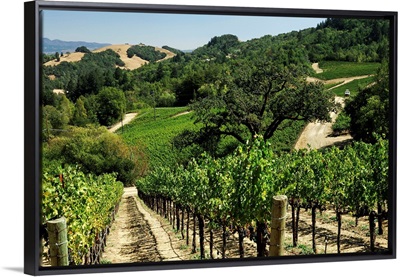 USA, California, Napa Valley, Vineyard