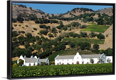 USA, California, Napa Valley, Vineyard