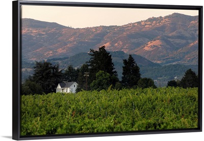 USA, California, Napa Valley, Vineyard