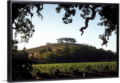 USA, California, Sonoma, Vineyard