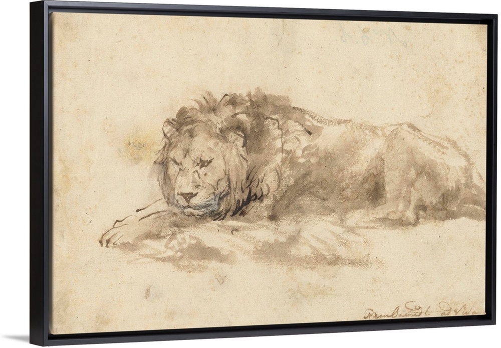 Reclining Lion, by Rembrandt van Rijn, c. 1650-59, Dutch drawing, pen and ink, wash, on paper. Rembrandt made drawings of ...