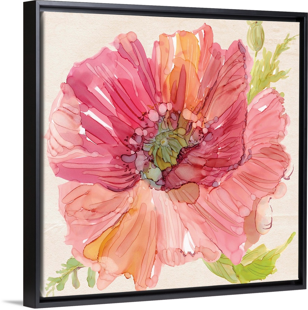 Square watercolor painting of a pink poppy with some orange tones and bright green leaves.