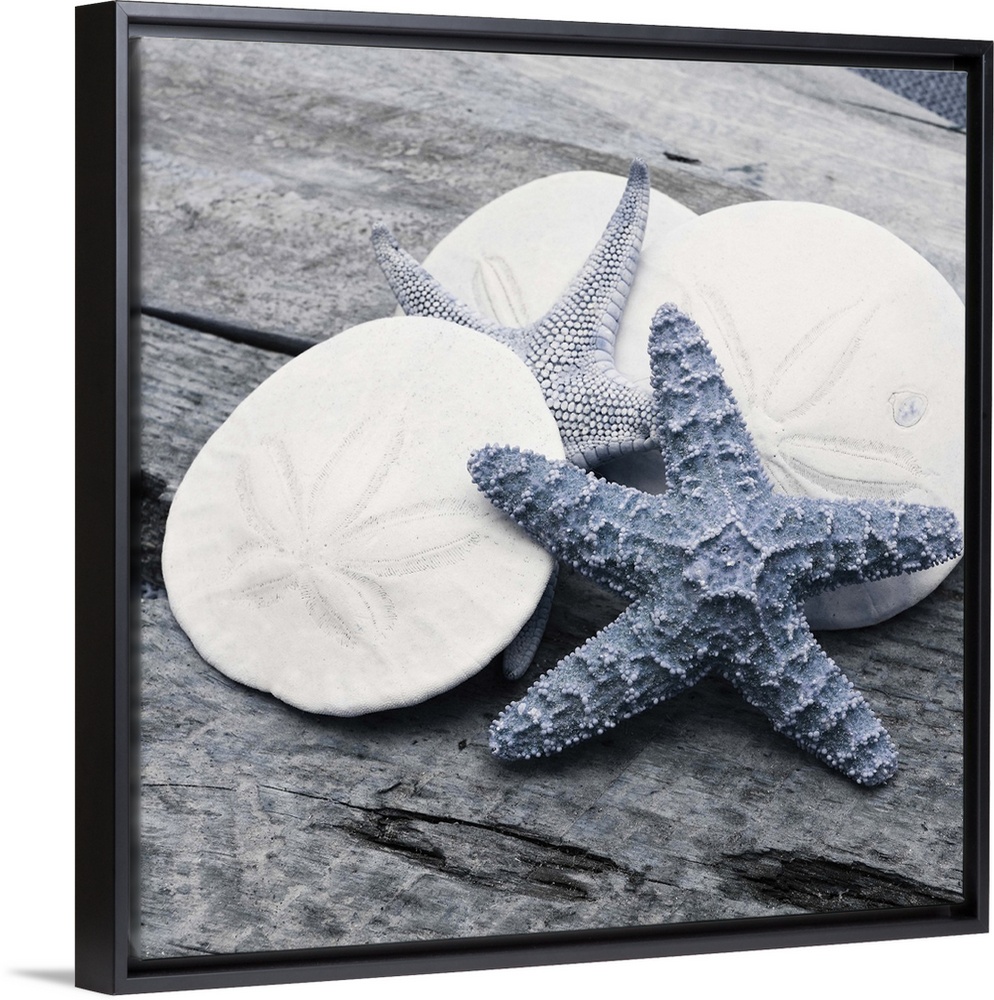Cool toned photograph with blue highlights of sand dollars and starfish close-up on a piece of driftwood.