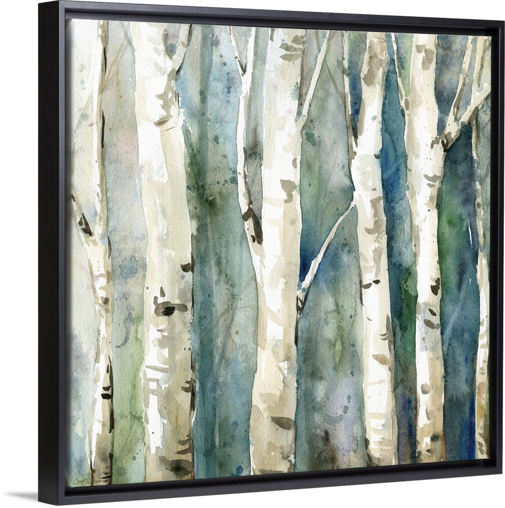 Square watercolor painting of Birch trees with a blue and green toned background.