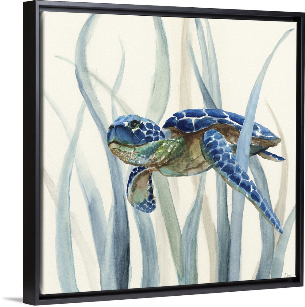 Square watercolor painting of an indigo, green, and brown sea turtle underwater in swimming through seagrass on an off whi...