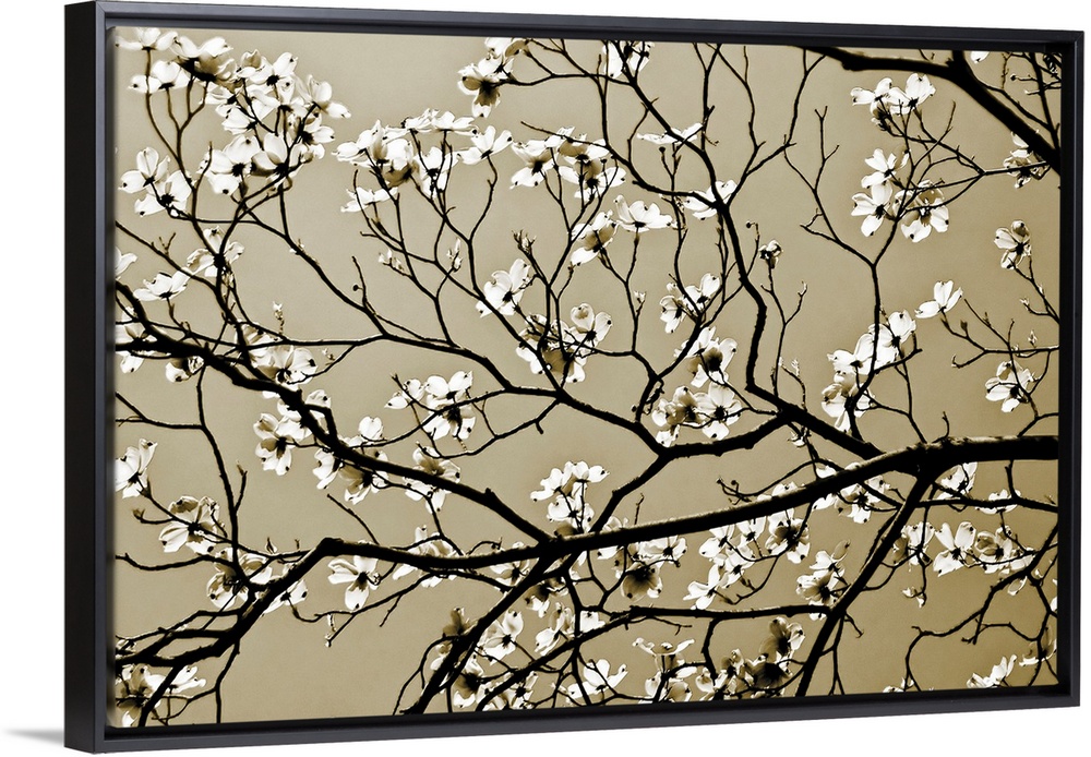 A close up of branches silhouetted against the sky with offshoots of new spring blossoms.