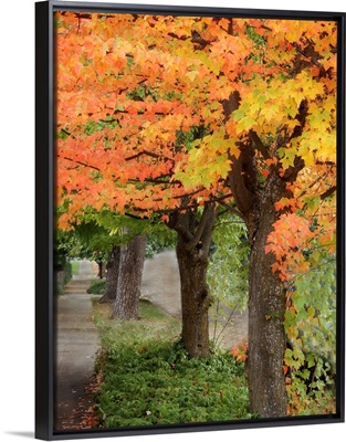 Fall Maple Fever II