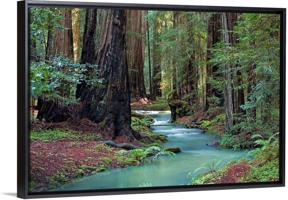 A small stream cuts through a thick forest and is lined by immense redwood trees.